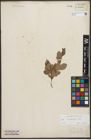 Foto von Salix starkeana Willd.